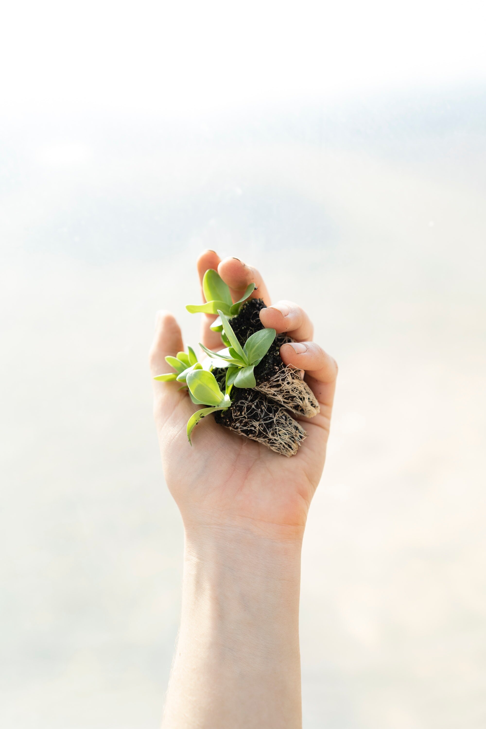 What Is Permaculture?
