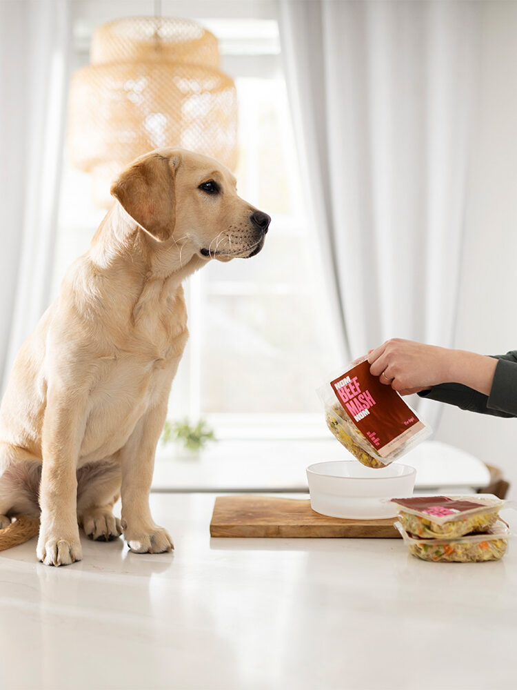 Nom Nom Dog Food Subscription