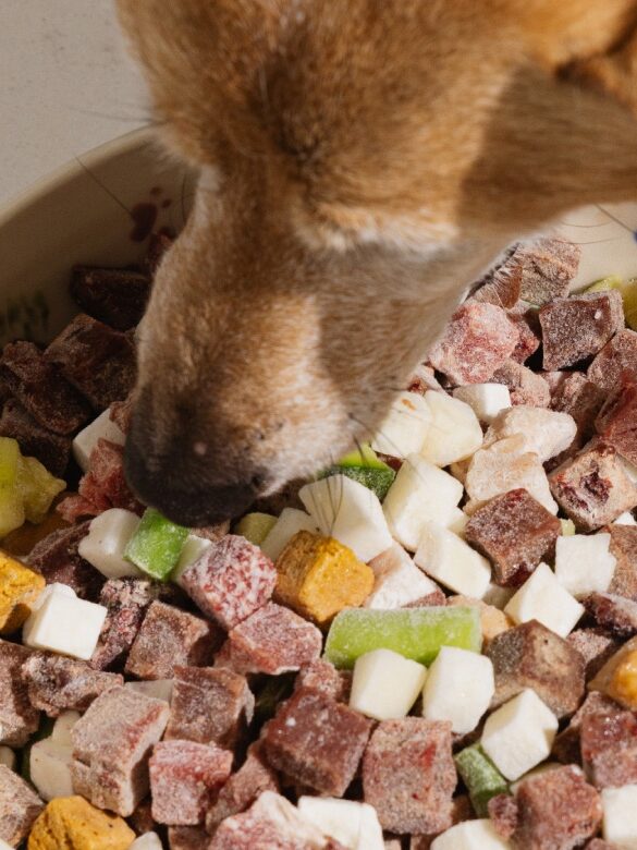 A dog eats from a bowl filled with various types of frozen dog food on a tiled floor.