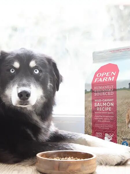 A black and white dog lies on the floor near a bowl of food, with a bag of Open Farm grain-free salmon recipe dog food and a carton of Homestead Turkey Bone Broth placed beside it.