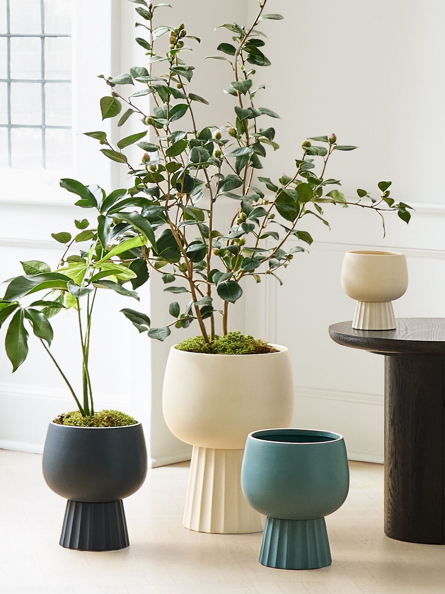 Four potted plants with leafy foliage are displayed on a wooden floor and a small dark table in a bright room with white walls and a window.